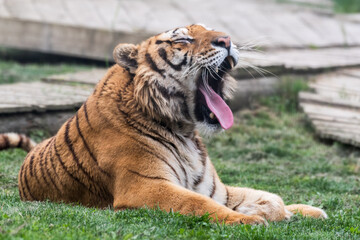 Gorgeous Bengal Tiger Resting on Grass and Showing its Teeth