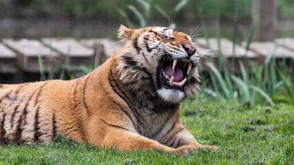 Gorgeous Bengal Tiger Resting on Grass and Showing its Teeth