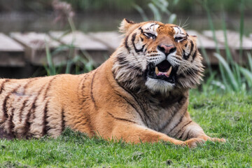 Gorgeous Bengal Tiger Resting on Grass and Showing its Teeth