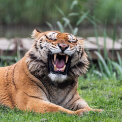 Gorgeous Bengal Tiger Resting on Grass and Showing its Teeth