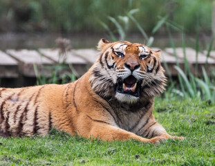 Gorgeous Bengal Tiger Resting on Grass and Showing its Teeth
