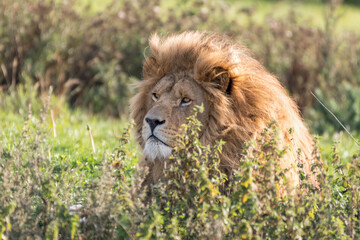 Majestic Male Lion Resting Behind Tall Grass