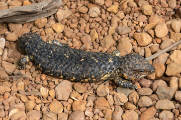 A Shingleback Lizard in Australia