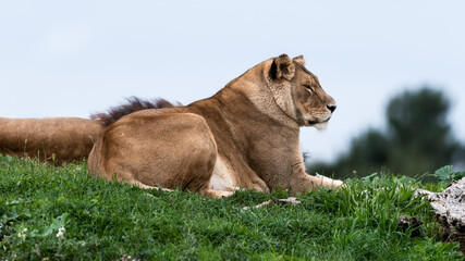 Beautiful Female Lion