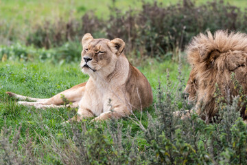 Beautiful Female Lion