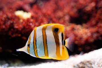 fish in aquarium