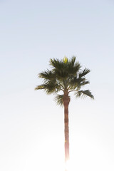 Obraz premium palm tree, upper part of the trunk and leaves against the blue sky, in the lower part we can see a reflection of the sun
