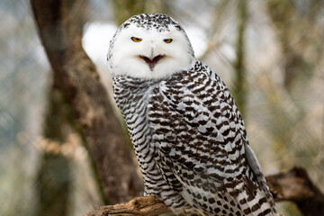 great horned owl