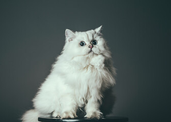 Kot brytyjski długowłosy biały portret  - obrazy, fototapety, plakaty