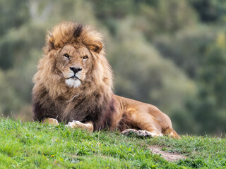 Plakat Majestic Male Lion Resting on Grass in the Sun