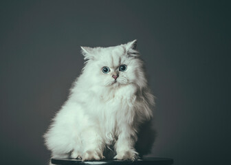 Biały kot długowłosy brytyjski brytyjczyk portret 