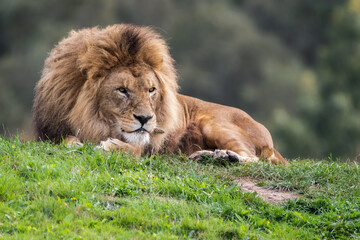 Fototapeta na wymiar Majestic Male Lion Resting on Grass in the Sun