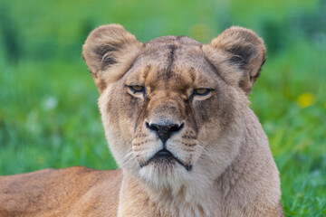 Fototapeta na wymiar Beautiful Female Lion Close Up Portrait