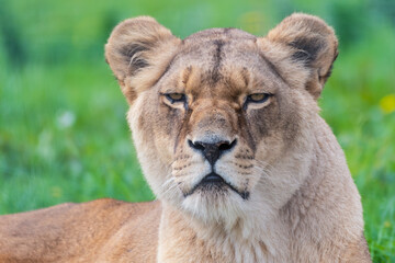 Obraz na płótnie Canvas Beautiful Female Lion Close Up Portrait
