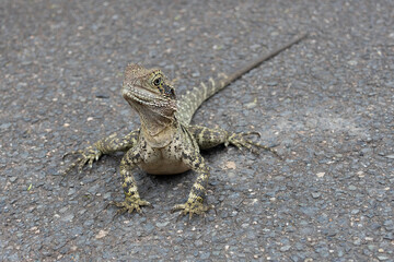 An Agama on a Paved Road