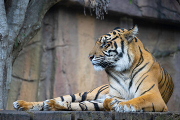 A Tiger in an Australian Zoo
