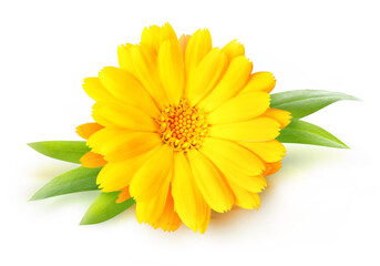 One calendula (marigold) flower isolated on white background - obrazy, fototapety, plakaty