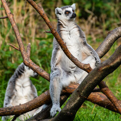 Ring-Tailed Lemur Resting in the Sun on a Tree Branch