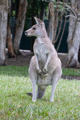 A Kangaroo in an Australian Park