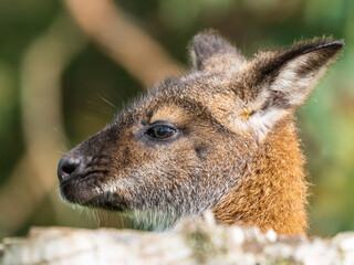 Fototapeta premium Wallaby Close Up Side Profile