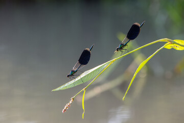 Fototapeta premium damselfly Calopteryx splendens sits on a blade of grass in the river, flaps its wings and waits for prey.