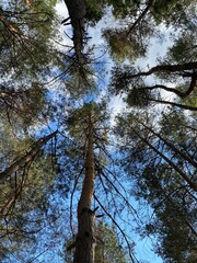 Fototapeta premium trees in the forest