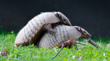 Two Six-banded Armadillo Playing Together on Grass