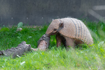 Six-banded Armadillo Walking on Grass
