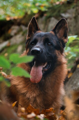 adult german shepherd dog in autumn forest