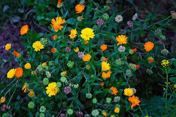 Yellow and orange flowers on a green background
