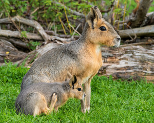 Patagonian Mara Sitting Next to Her Baby