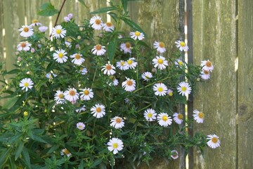Nice white flowers of Symphyotrichum lanceolatum (panicled aster, tall white aster, eastern line...