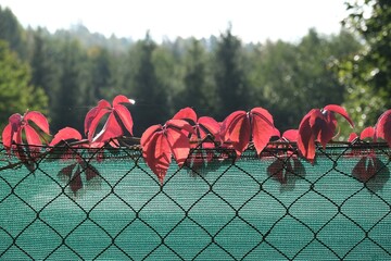 Twig with red leaves of Parthenocissus quinquefolia (Virginia creeper, Victoria creeper, five-leaved ivy, five-finger)  on green mesh fence - obrazy, fototapety, plakaty