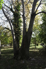 alberi