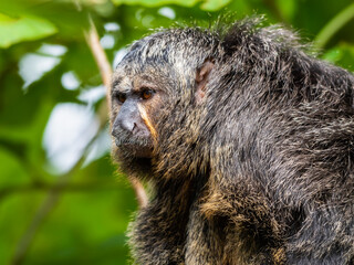 Female White-Faced Saki Monkey Sat on a Platform in a Tree