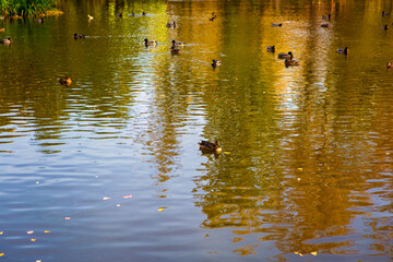 Ducks on the pond in autumn