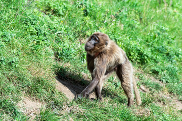 Gelada Monkey Walking on a Grass Banking