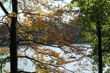 Branches of trees with colorful autumn leaves. There is lake in the background.