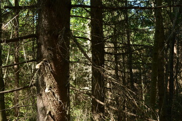 Spruce Tree Forest, Sunbeams through Fog illuminating Moss and Fern Covered Forest Floor, Creating a Mystic Atmosphere