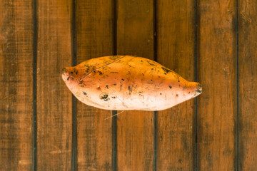 organic sweet potato wood background