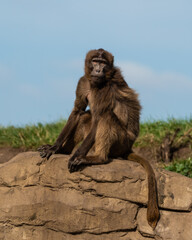 Gelada Monkey Sitting on Top of a Rock