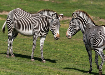 Fototapeta na wymiar Pair of Grevy;'s Zebra Face to Face