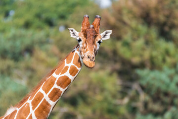 Close Up of a Rothchild Giraffe Head and Neck