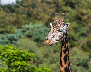 Close Up of a Rothchild Giraffe Head and Neck