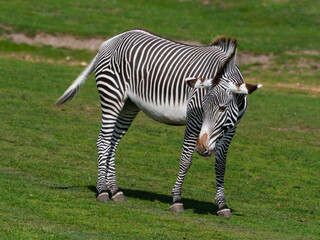 Fototapeta na wymiar Grevy's Zebra Standing on Grass