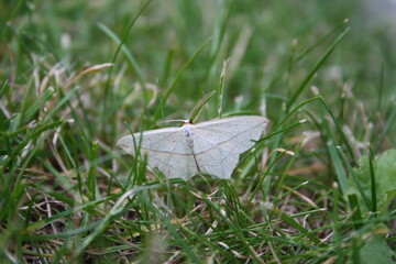 Common white wave moth in grass (Weißspanner)
