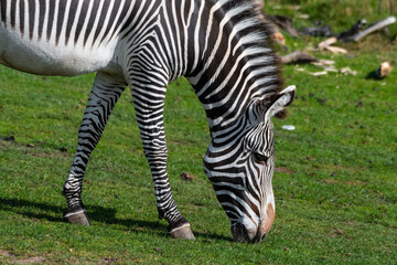 Grevy's Zebra Grazing on Grass