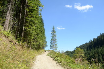 Fototapeta premium Spruce Tree Forest, Sunbeams through Fog illuminating Moss and Fern Covered Forest Floor, Creating a Mystic Atmosphere