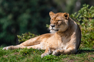 Naklejka na ściany i meble Majestic Female Lion Resting on Grass in the Sun