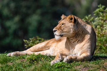 Majestic Female Lion Resting on Grass in the Sun